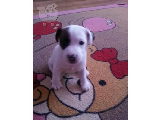 PoulaTo: Kαλή τιμή!!!.Πουλάω όμορφα κουτάβια ράτσα JACK RUSSEL TERRIER - Τζακ Ράσελ Τεριέ - 300 euro